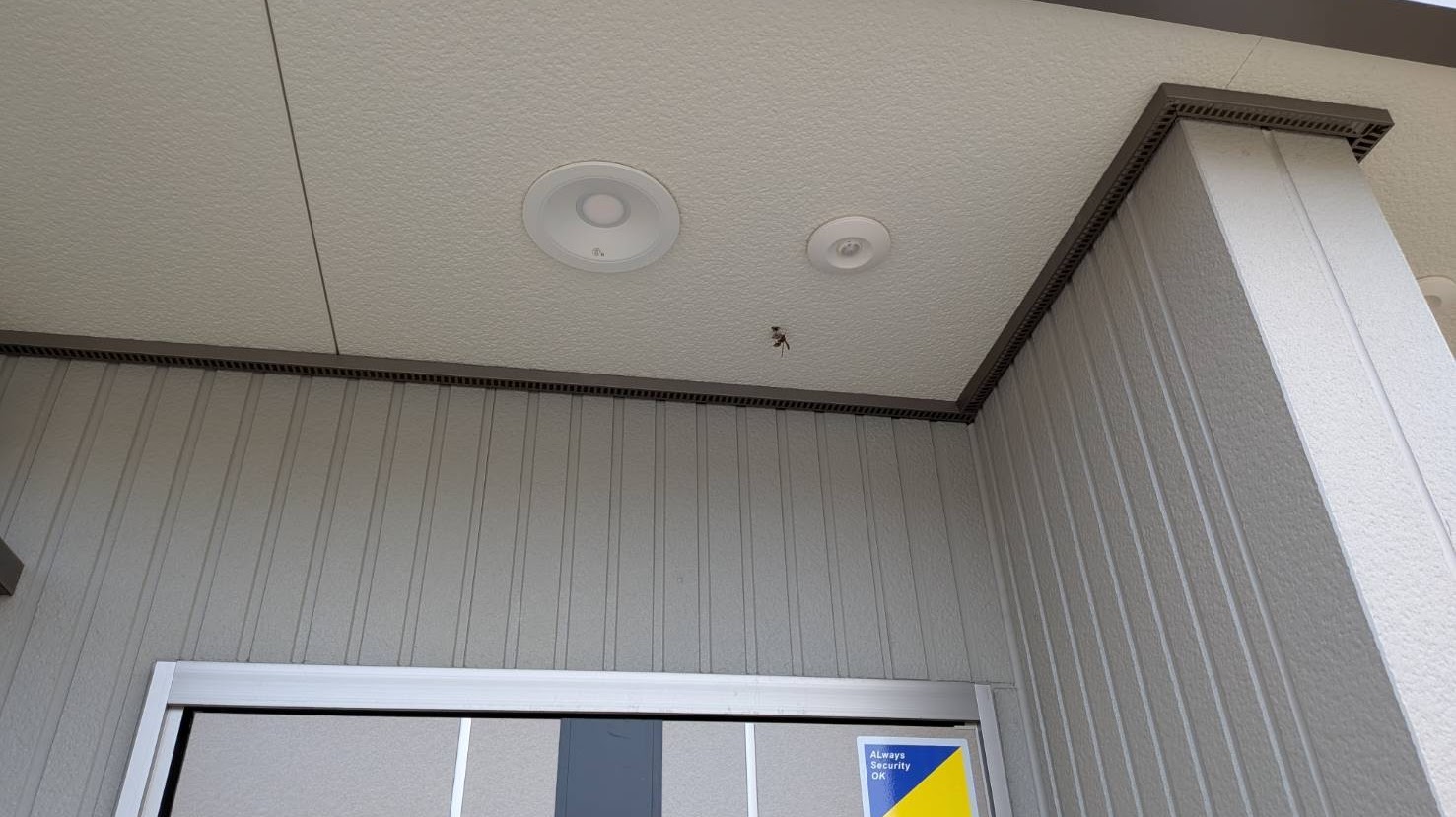 伊東市の住宅軒下にできたアシナガバチの初期巣の様子