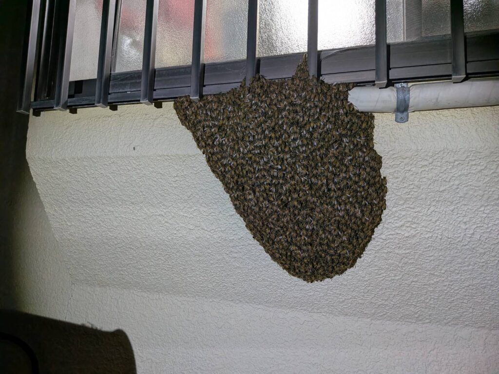 住宅の外壁にミツバチが大量に集まる分蜂の様子