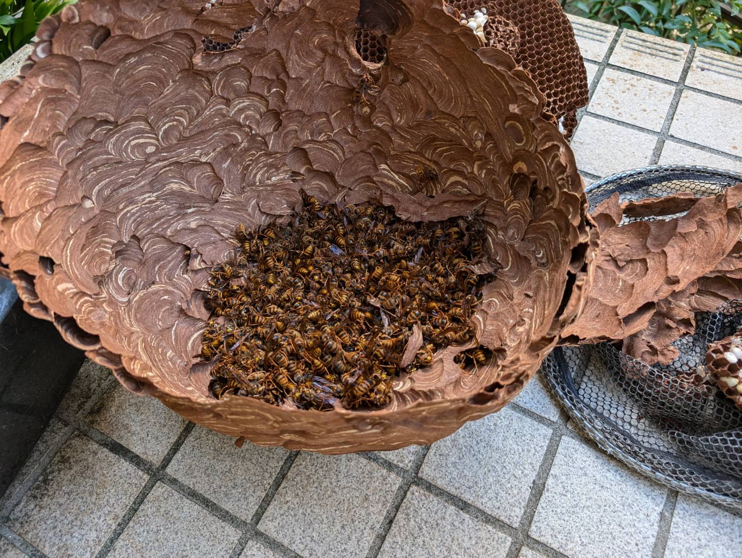 沼津市のスズメバチ駆除事例｜巨大化した蜂の巣内部に大量のスズメバチがいたケース