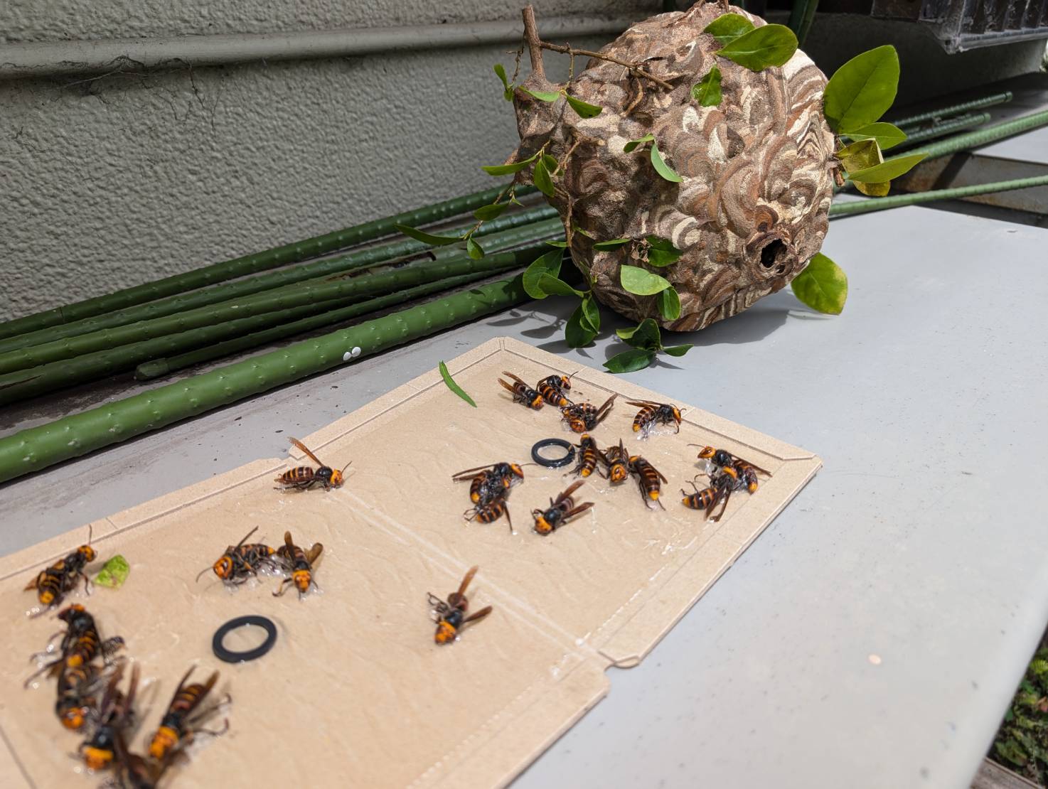 伊東市のスズメバチ駆除事例｜住宅まわりで発見された大型の蜂の巣と大量のスズメバチ