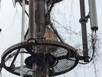 富士宮市で高所の蜂駆除｜電波塔に作られた危険なハチの巣の施工事例