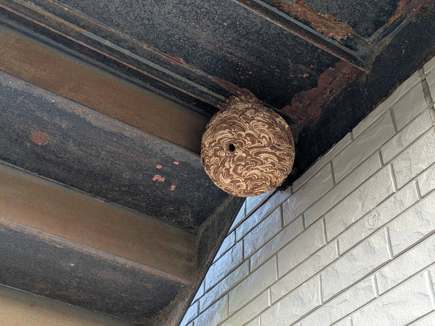 御殿場市でスズメバチ駆除｜住宅の軒下に作られた大型の蜂の巣を発見した事例