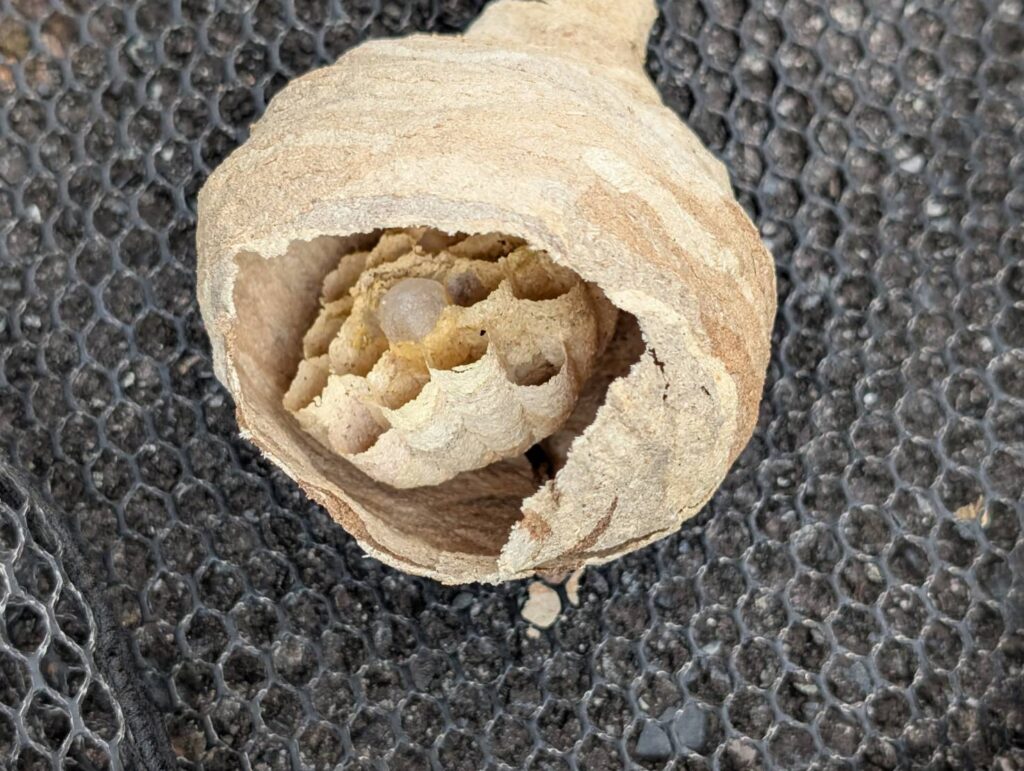 熱海市で確認されたスズメバチの初期巣と幼虫が確認できる内部構造の状態