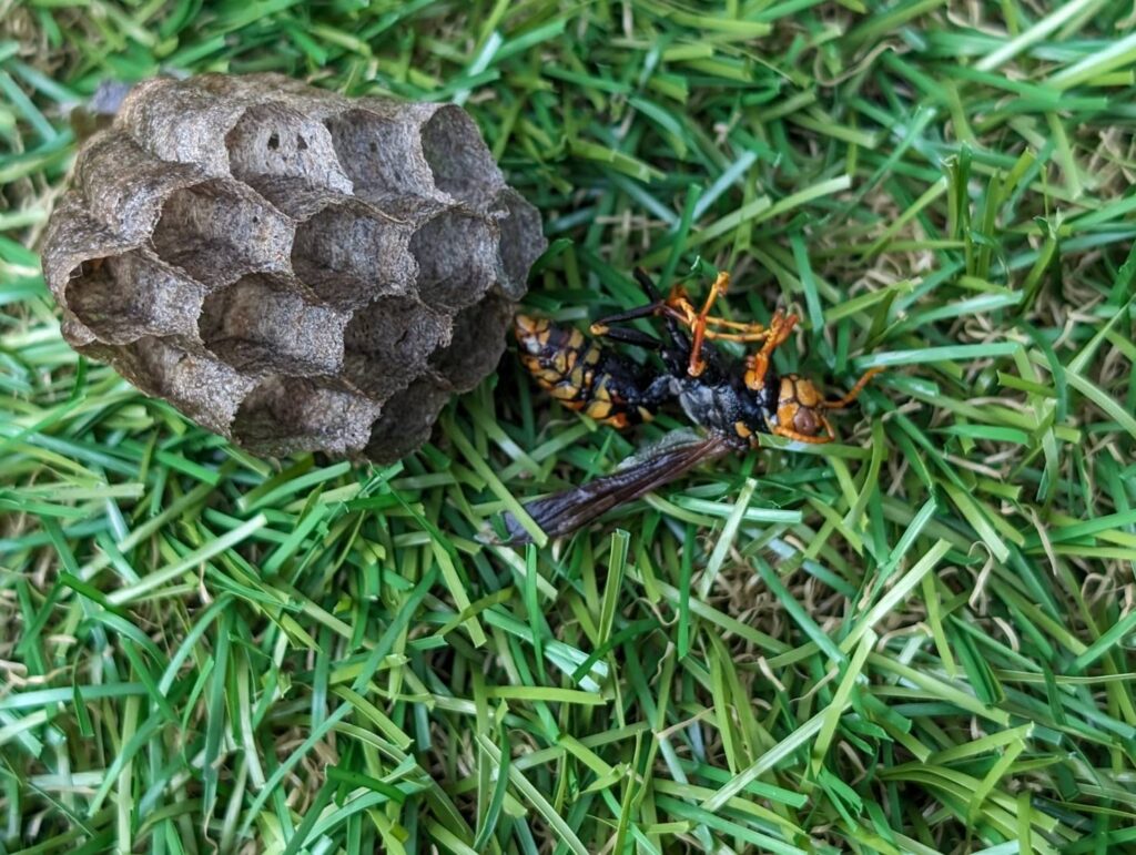 富士宮市の室外機内部で確認されたアシナガバチの巣と駆除後の様子