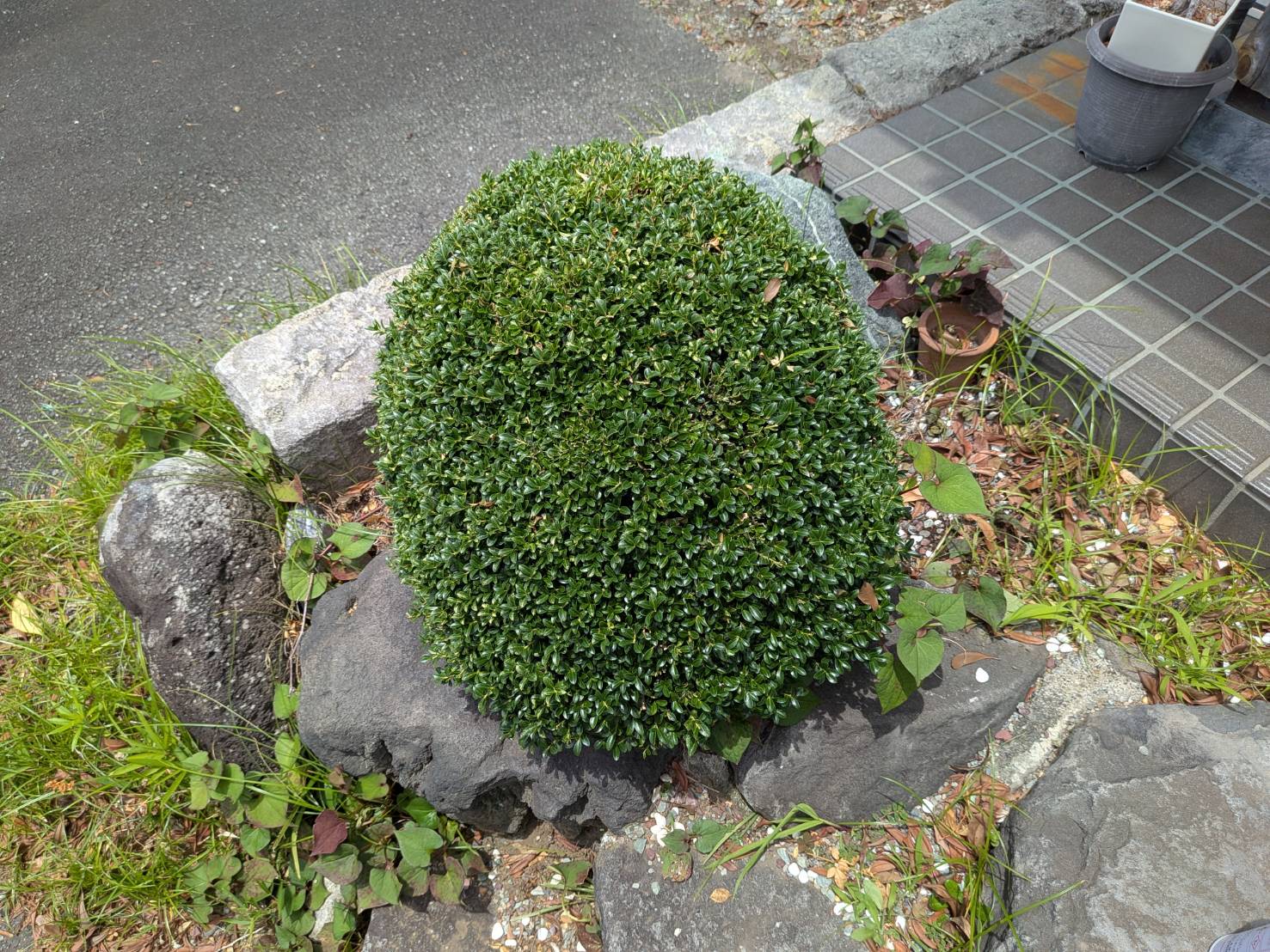 この期の中にハチの巣があった。裾野市