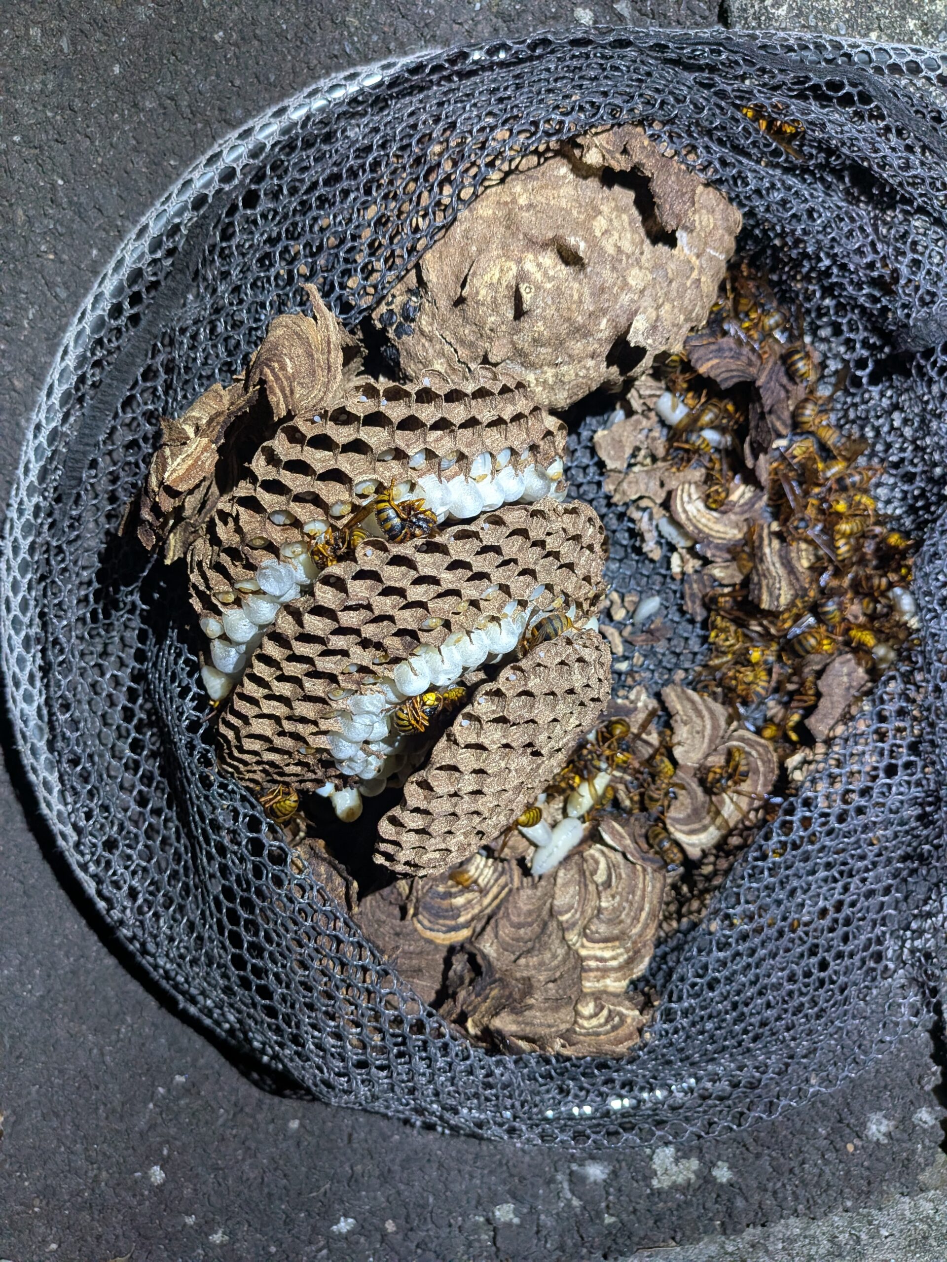 富士市のログハウス軒下に大型キイロスズメバチの巣｜玄関近くで出入りが危険だった事例